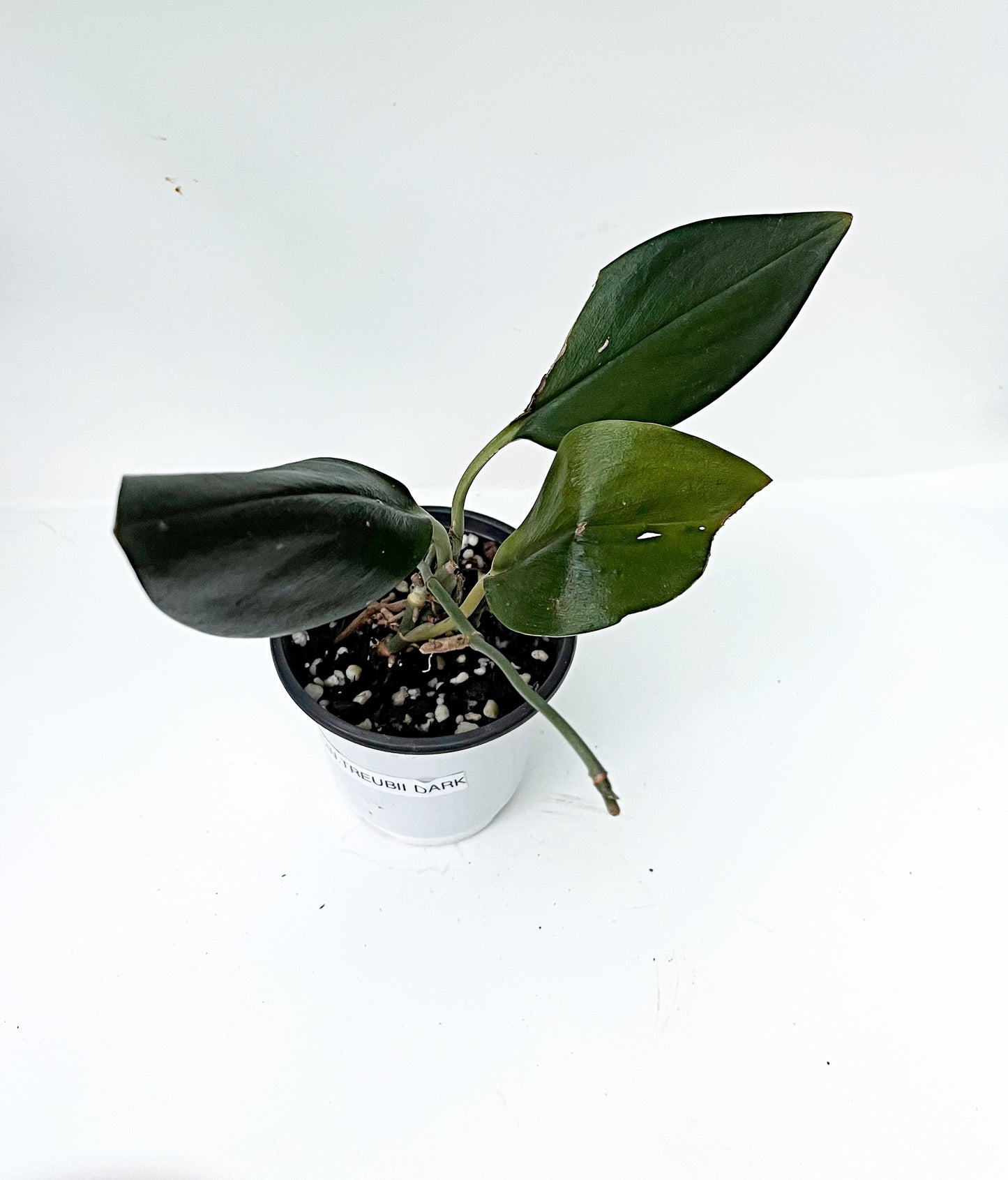 Scindapsus Treubii Dark Form | 4” pot |Exact plant