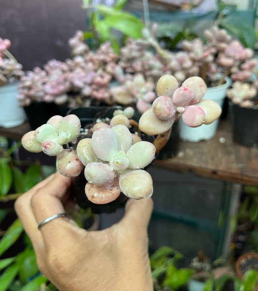 ** Pink Moonstone Succulents