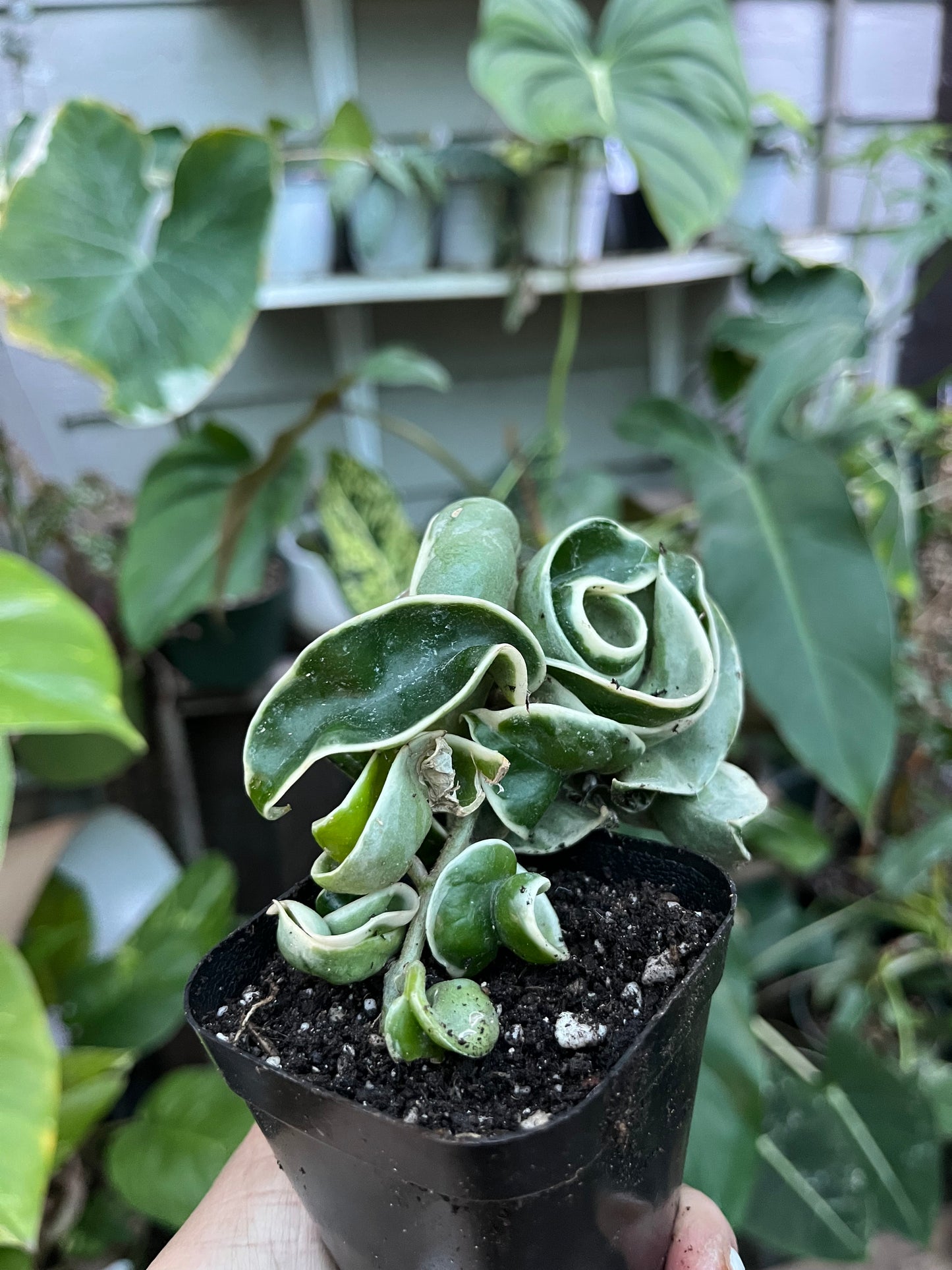 Variegated Hindu Rope Hoya- 4” pot