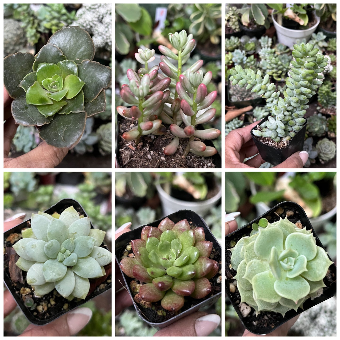 Assorted Succulent - 6 succulents