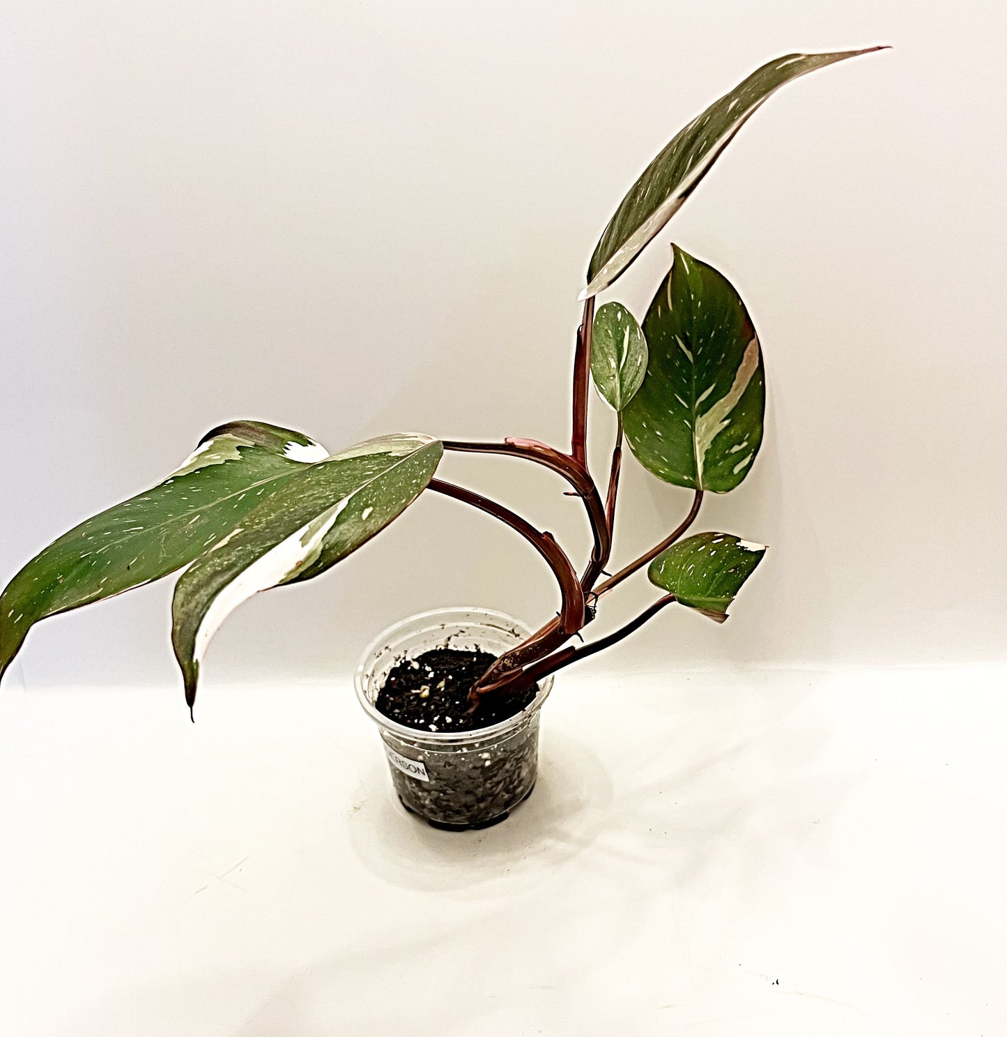 Philodendron Red Anderson  | 4” Pot| Exact Plant