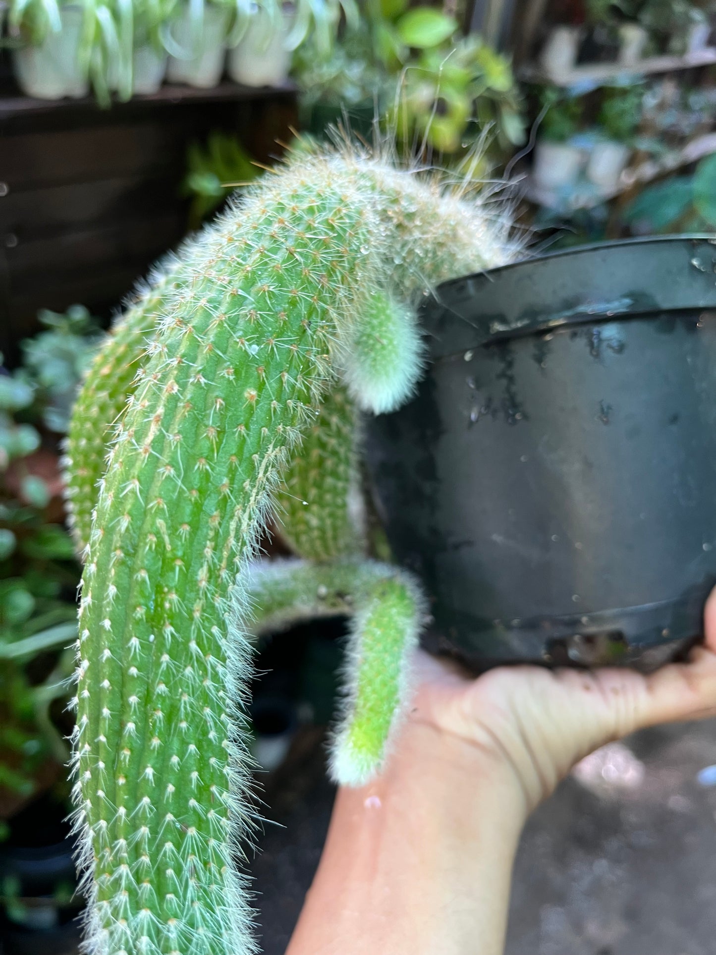 Monkey Tail Cactus - 8” pot