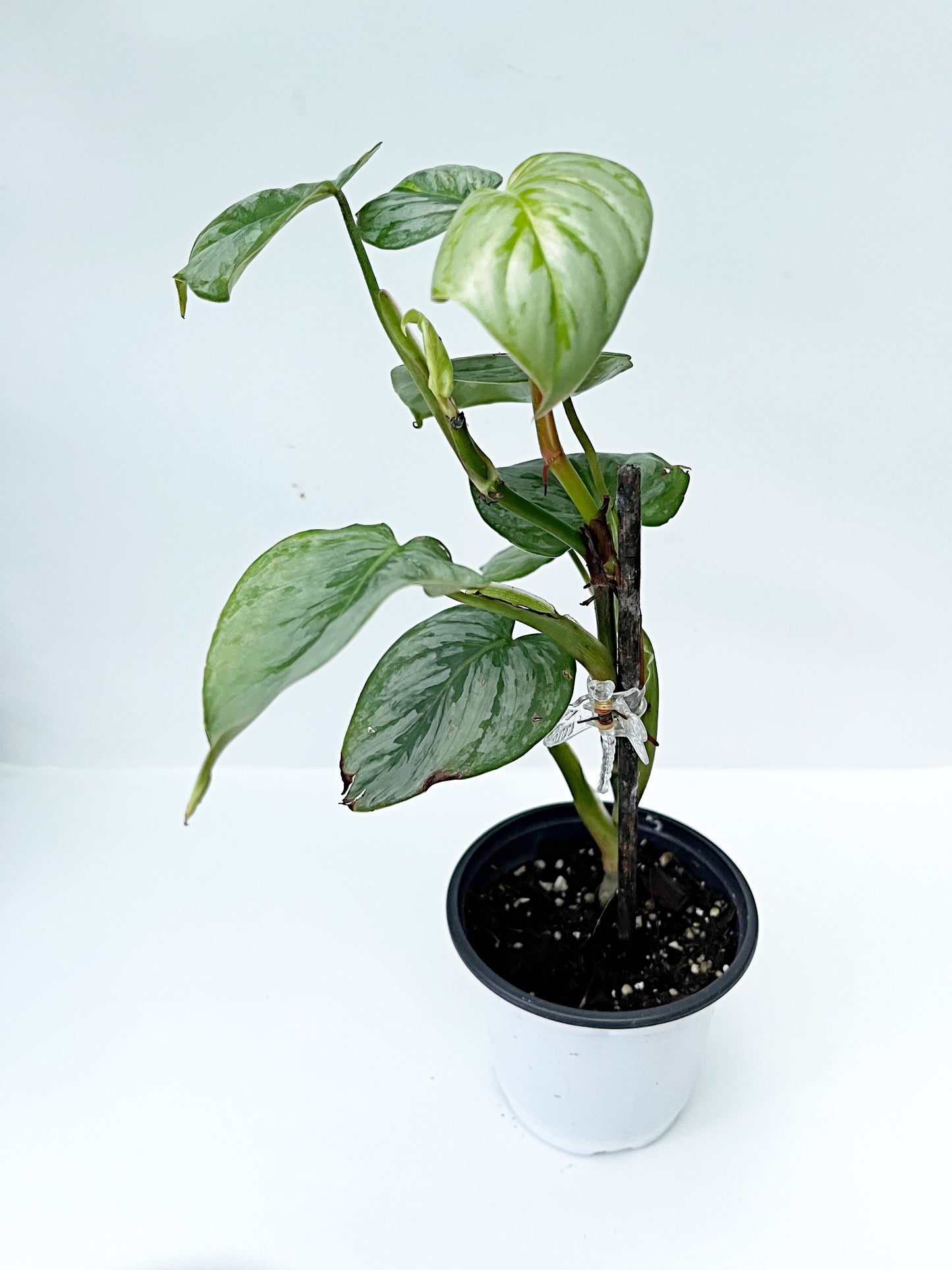 Philodendron Sodiroi | Exact Plant