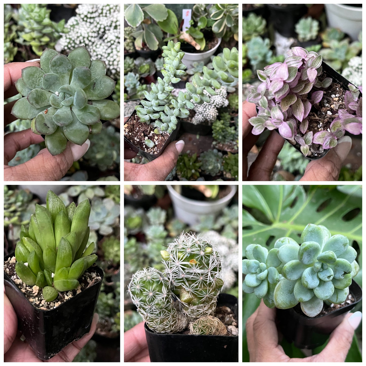 Assorted Succulent - 6 succulents