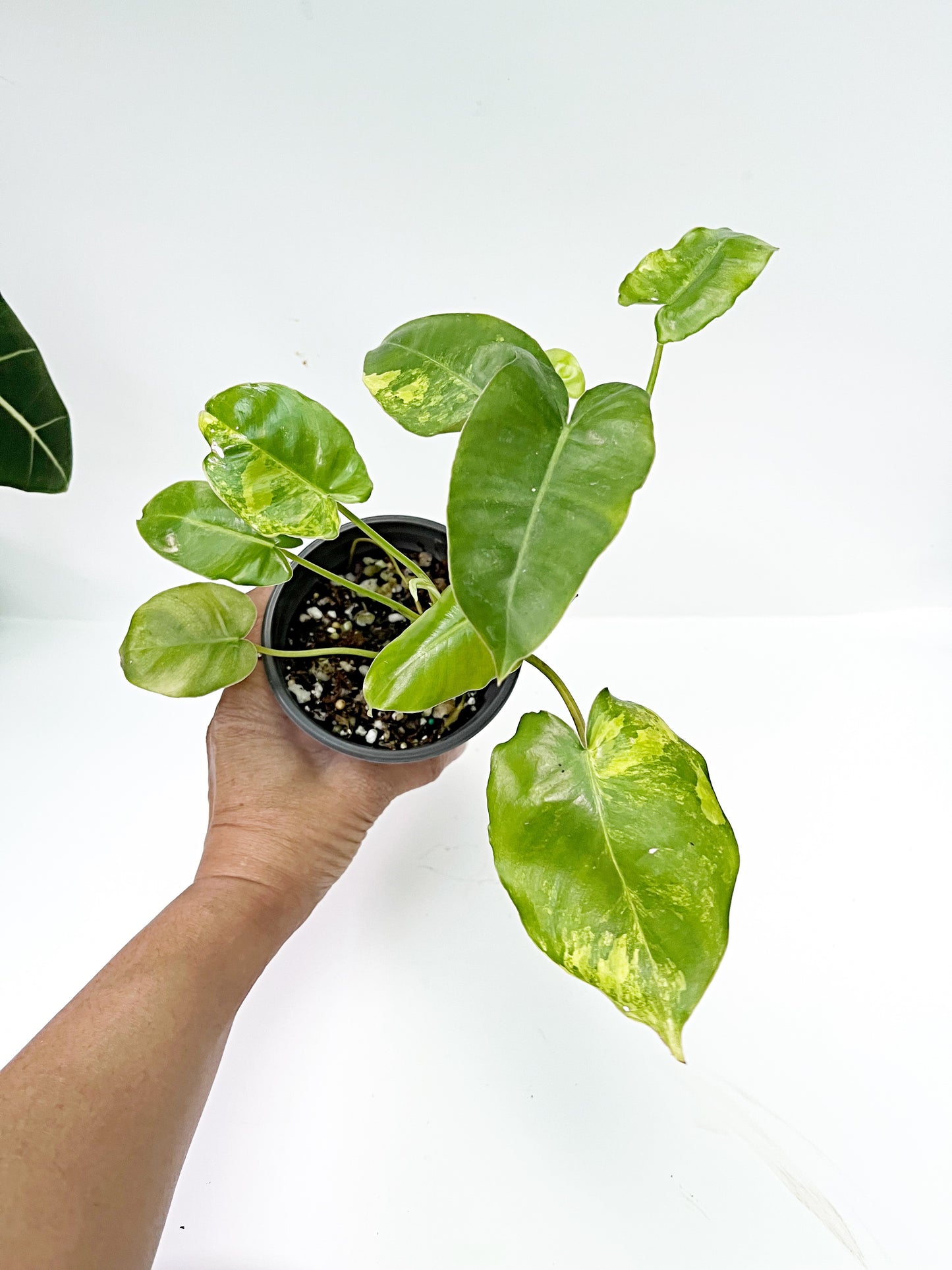 Philodendron Burle Marx Variegated  | 4” Pot| Exact Plant