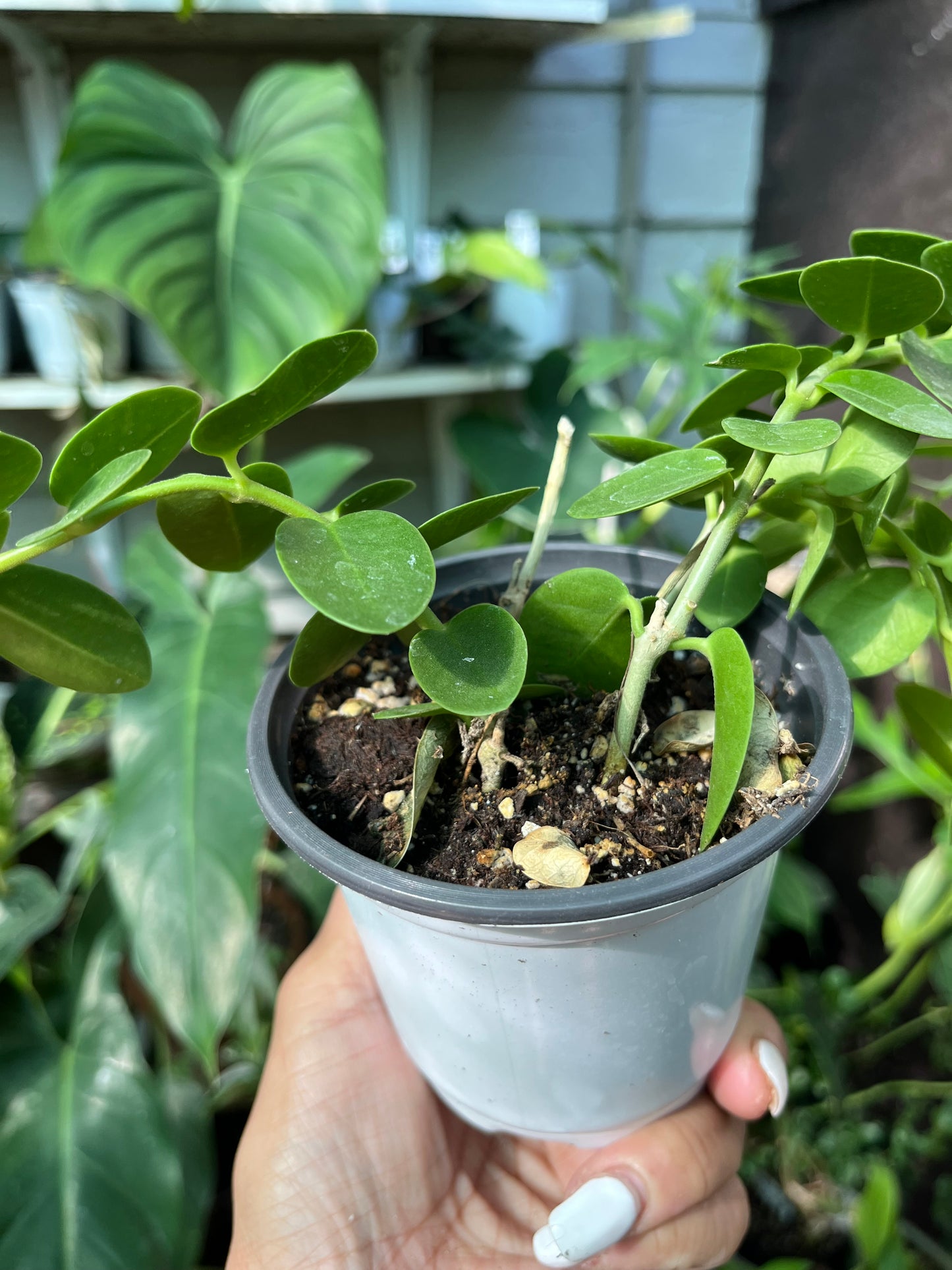 Hoya Cumingiana- 4” pot