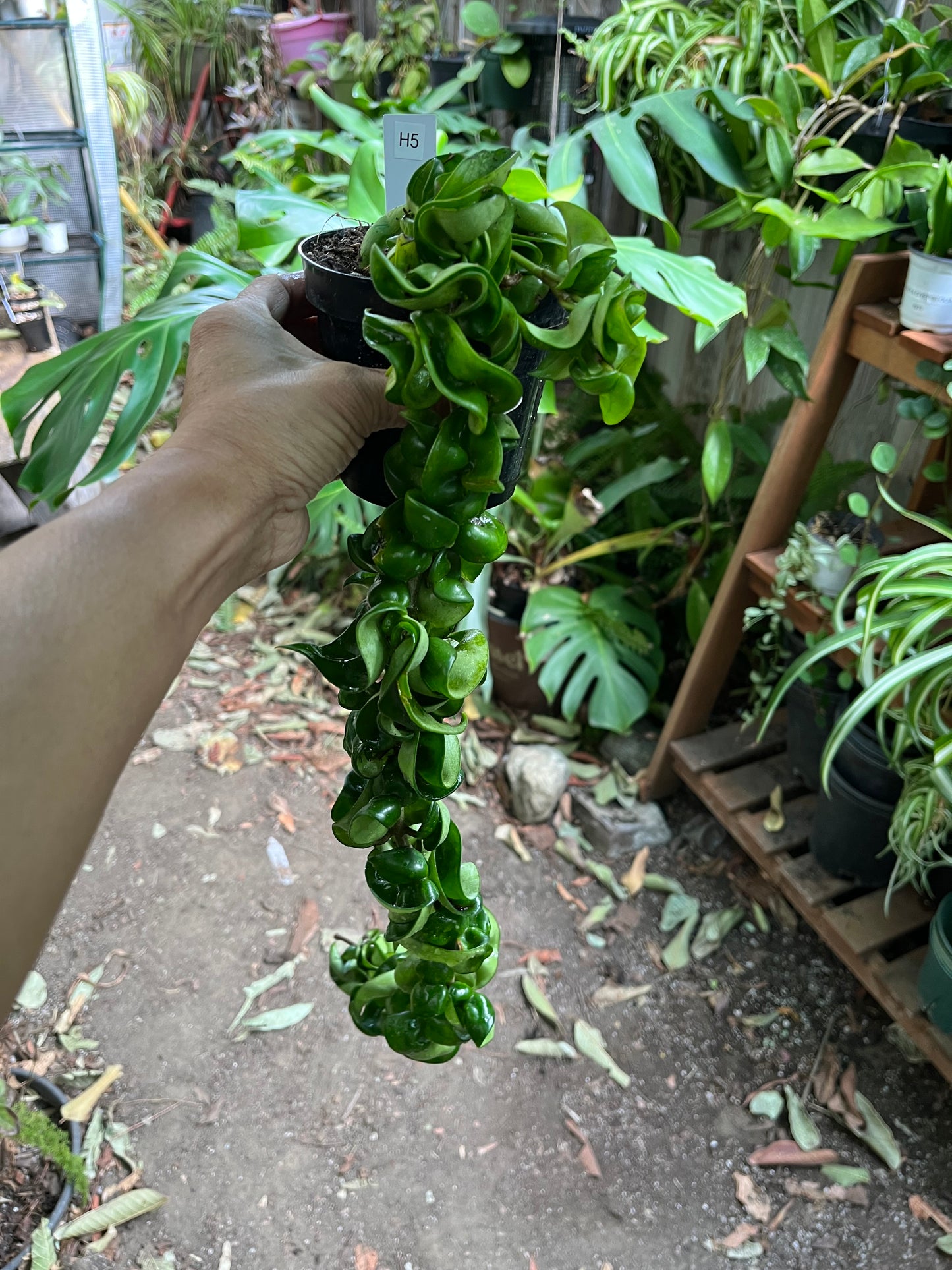 Hindu Rope Hoya - 4” pot