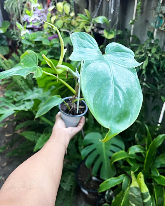 Philodendron Aurea*Cosmetic Damage*| “Golden Dragon” - Cosmetic Damage | Exact Plant