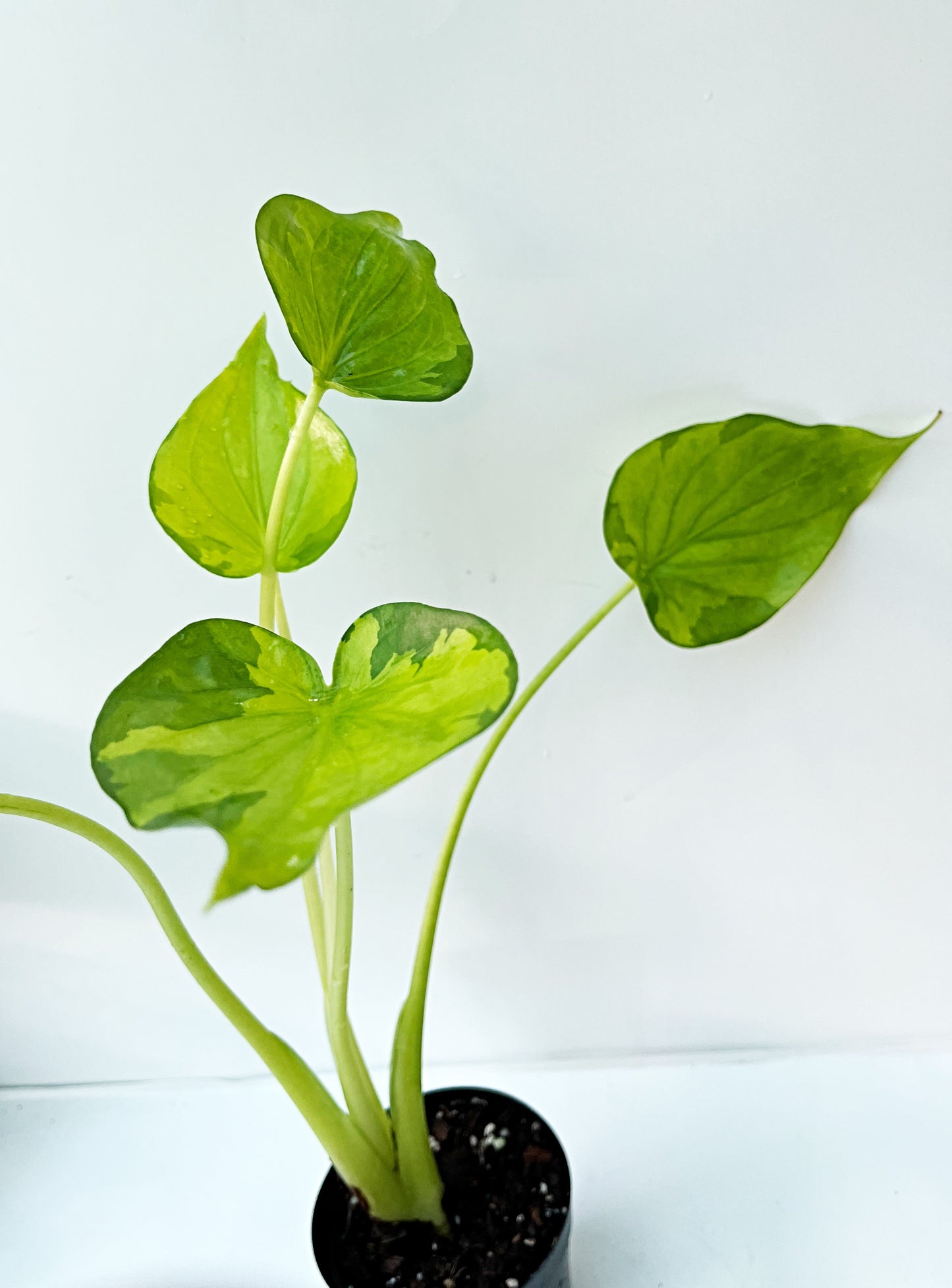 Alocasia Cucullata Variegated Aurea| Exact Plant