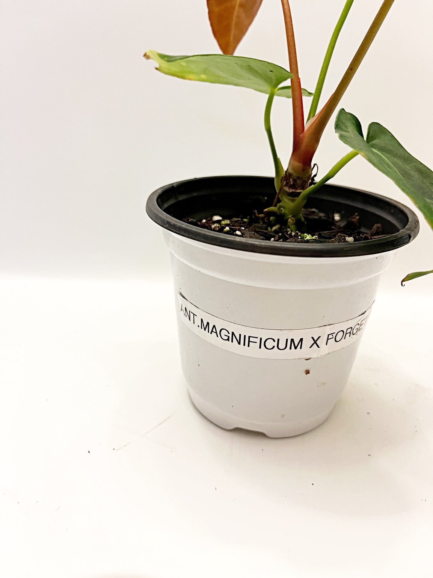 Anthurium Magnificum X Forgetii| 4” pot  | Exact Plant