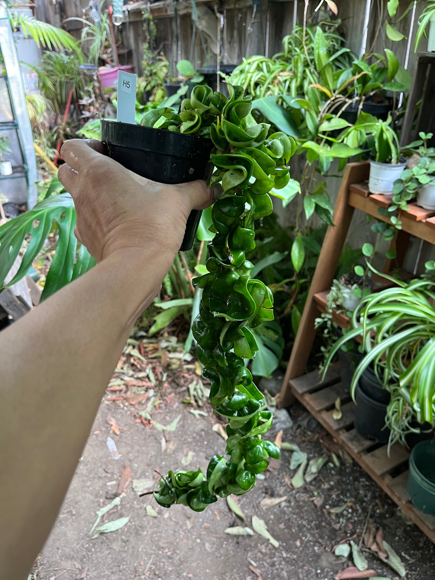 Hindu Rope Hoya - 4” pot