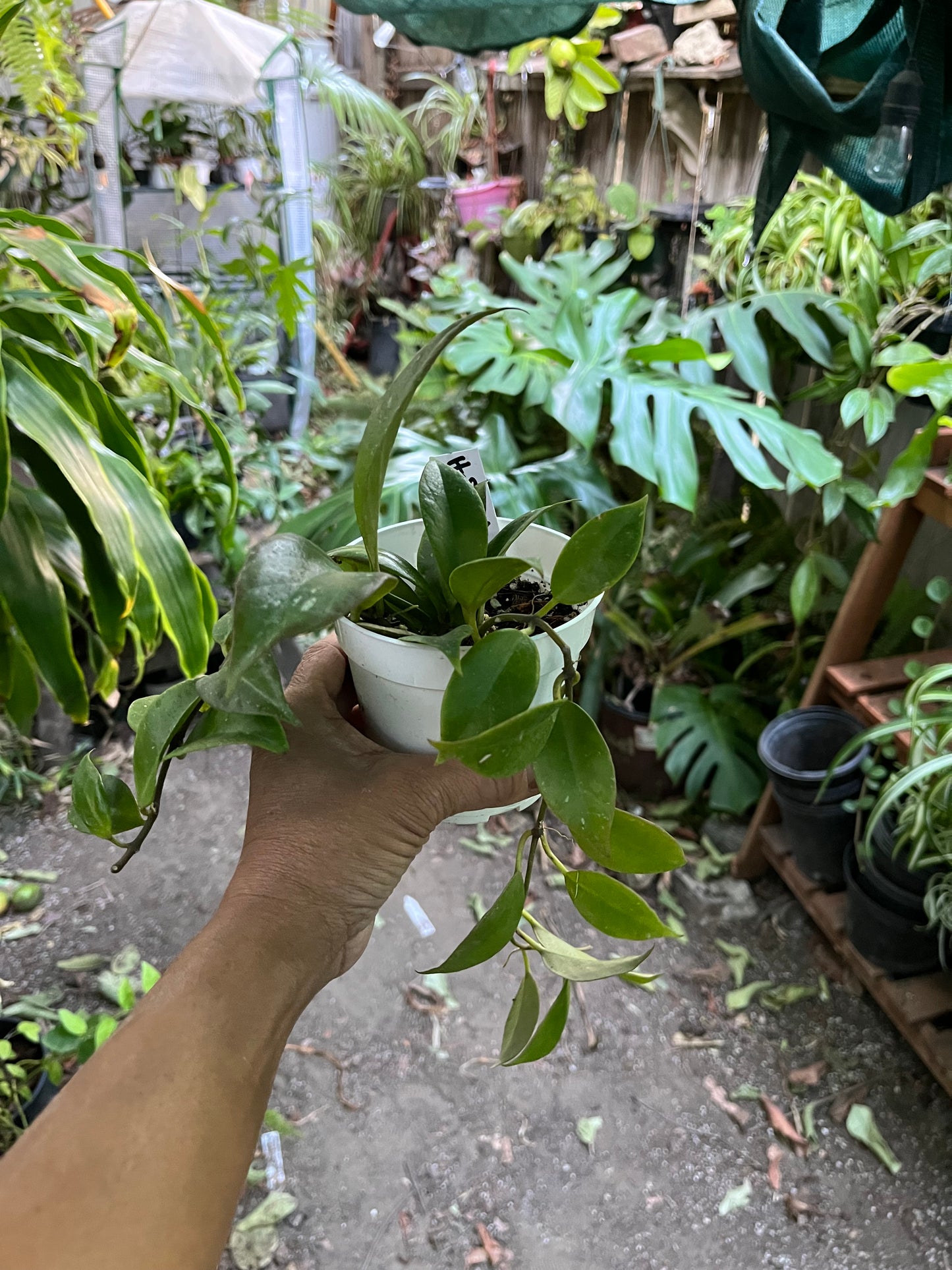 Hoya Sunrise • 4” pot