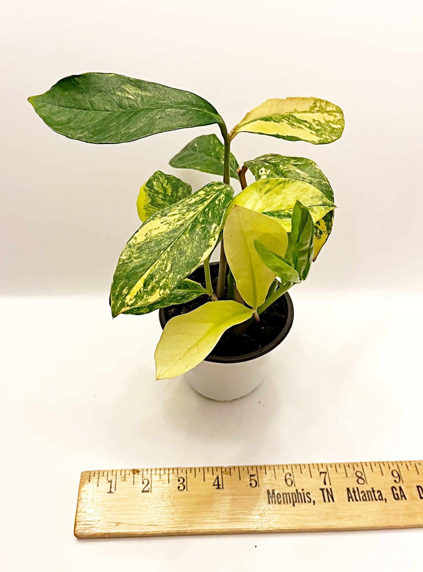 Variegated ZZ Plant|4” pot | Exact Plants| Rooted