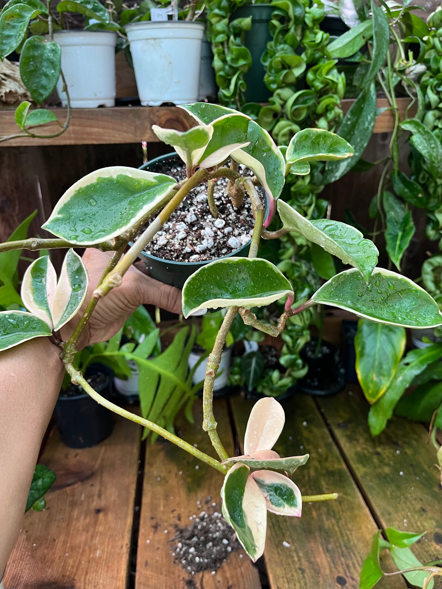 Hoya Krimson Queen - 4” pot