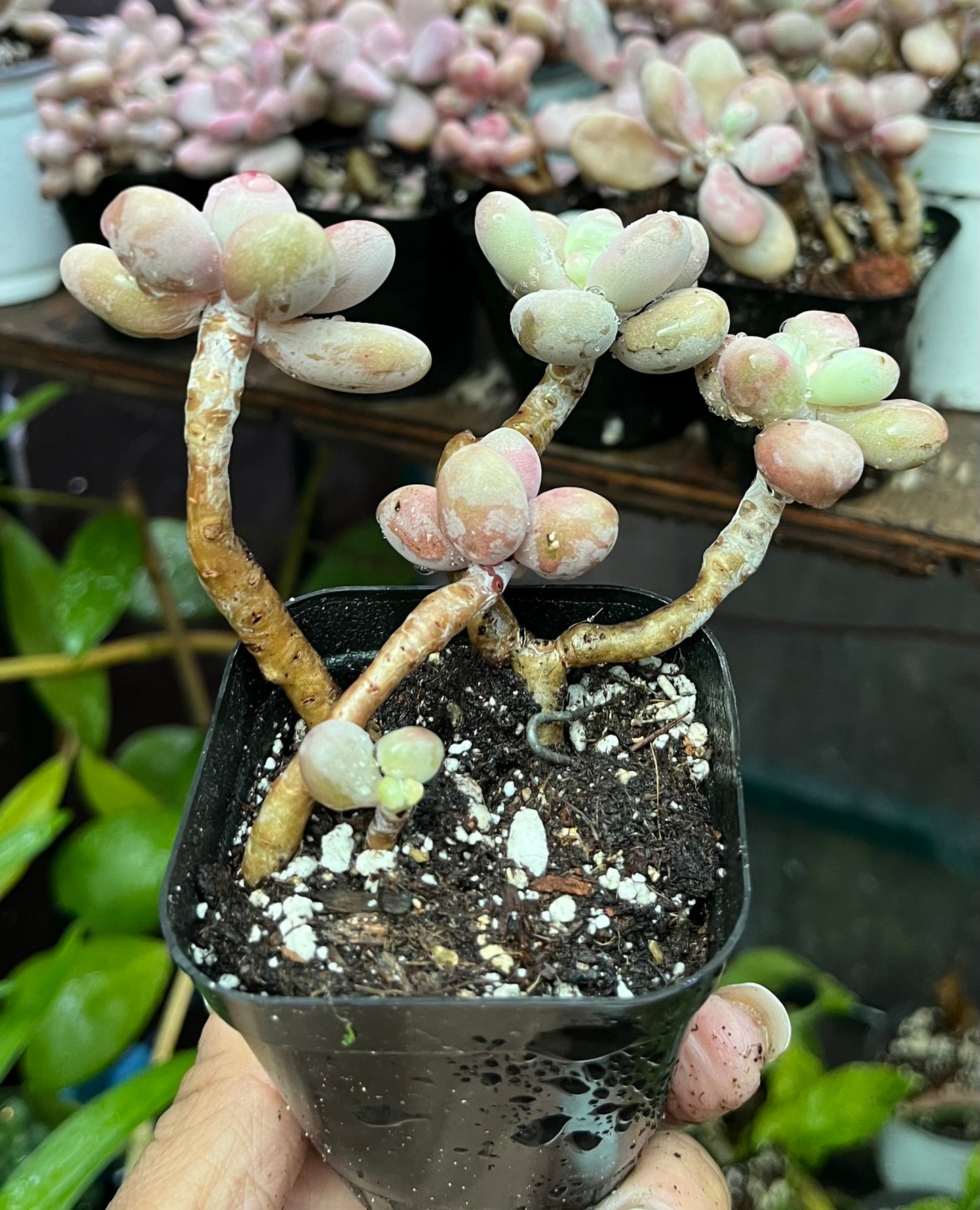 ** Pink Moonstone Succulents