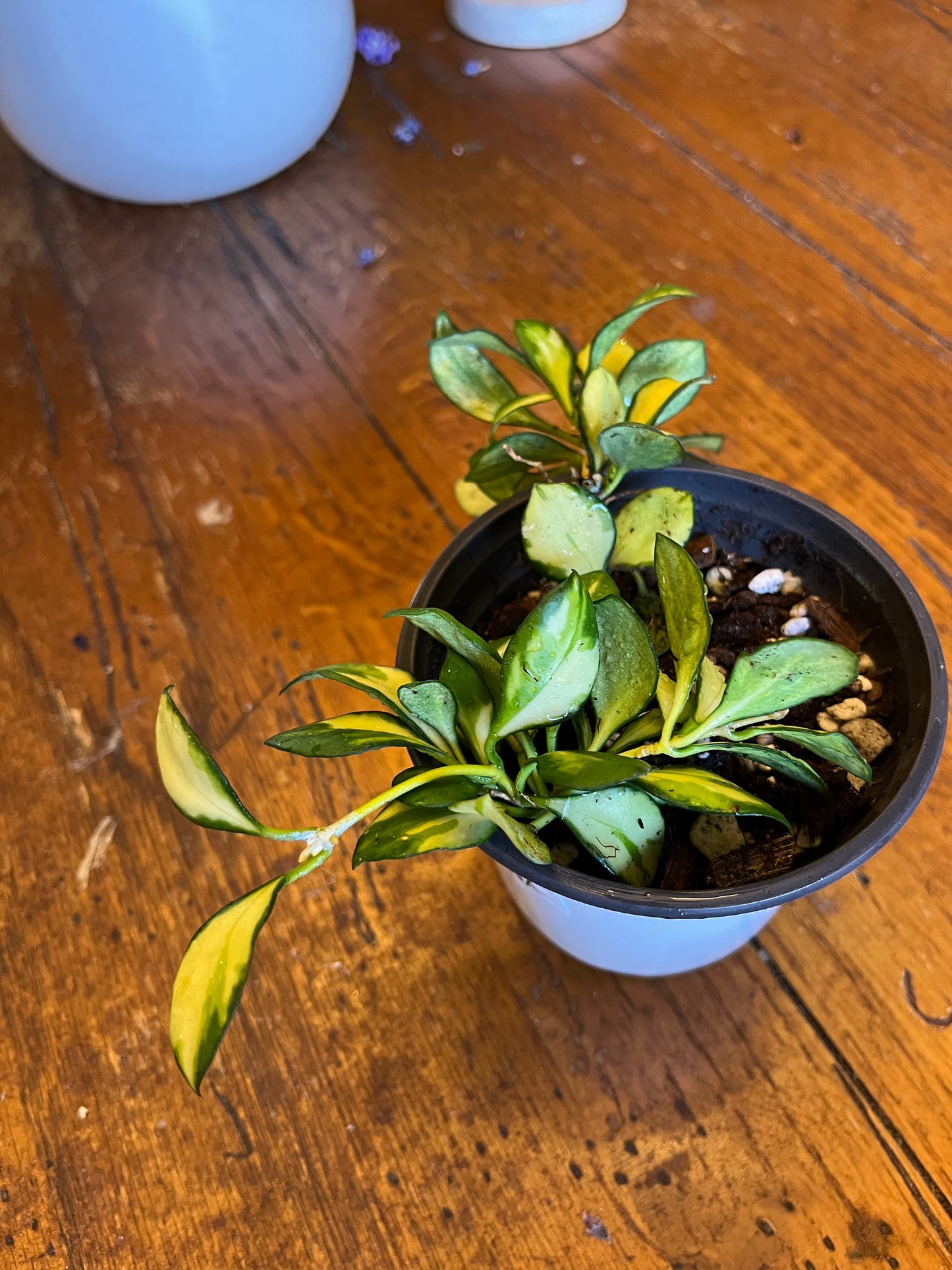 Hoya Heuschkeliana Variegata | Exact Well Rooted Plant