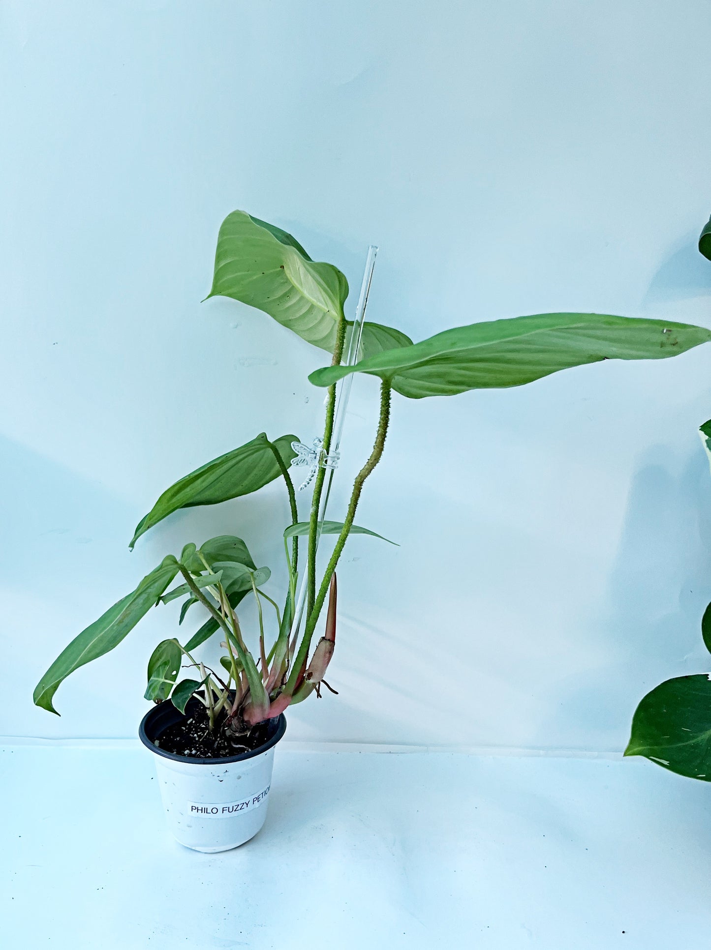 Philodendron Fuzzy Petiole | 4” Pot| Exact Plant