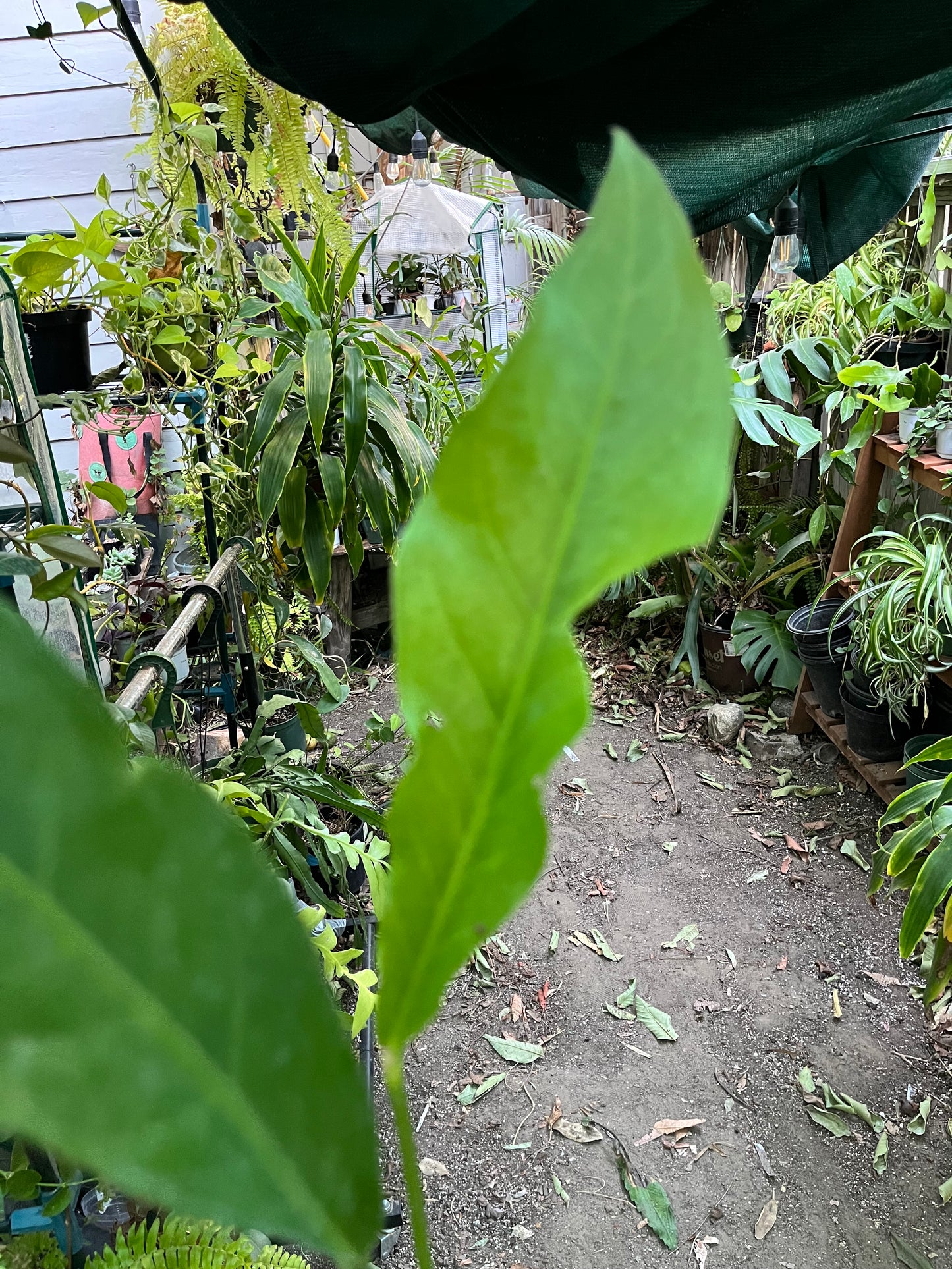 Anthurium Hookerii Low Variegation• 4” pot