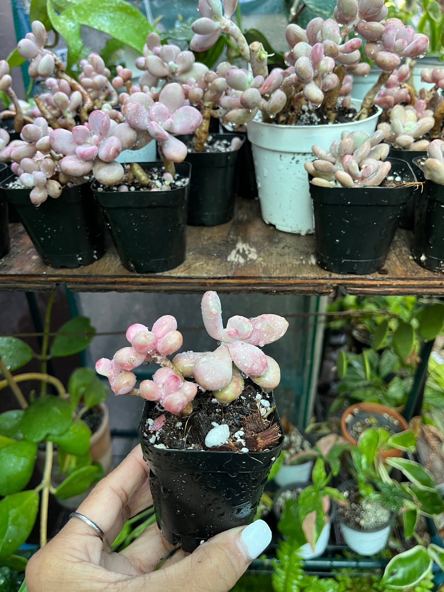 ** Pink Moonstone Succulents