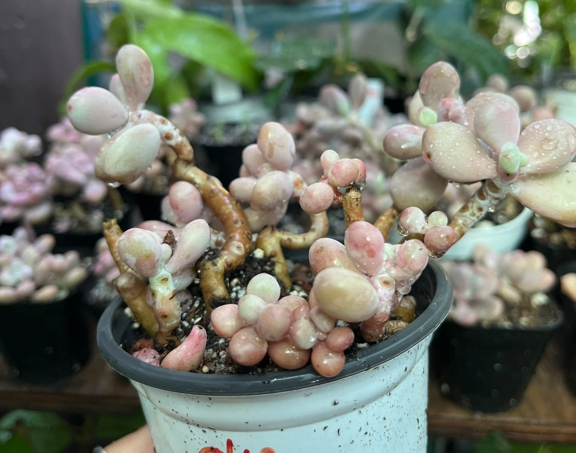 ** Pink Moonstone Succulents - 4” pot