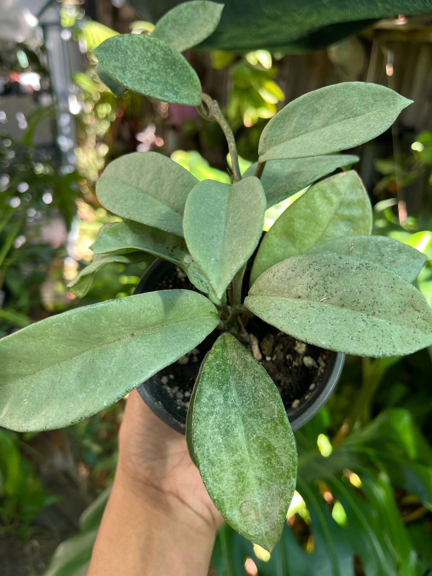 Hoya Nova Ghost | Well Rooted