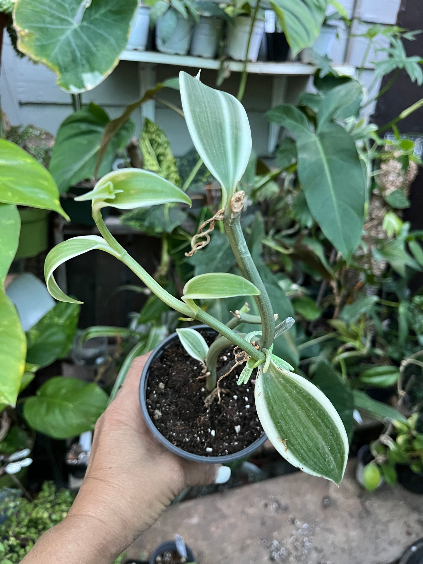 Variegated Vanilla Bean Orchid • 4” pot