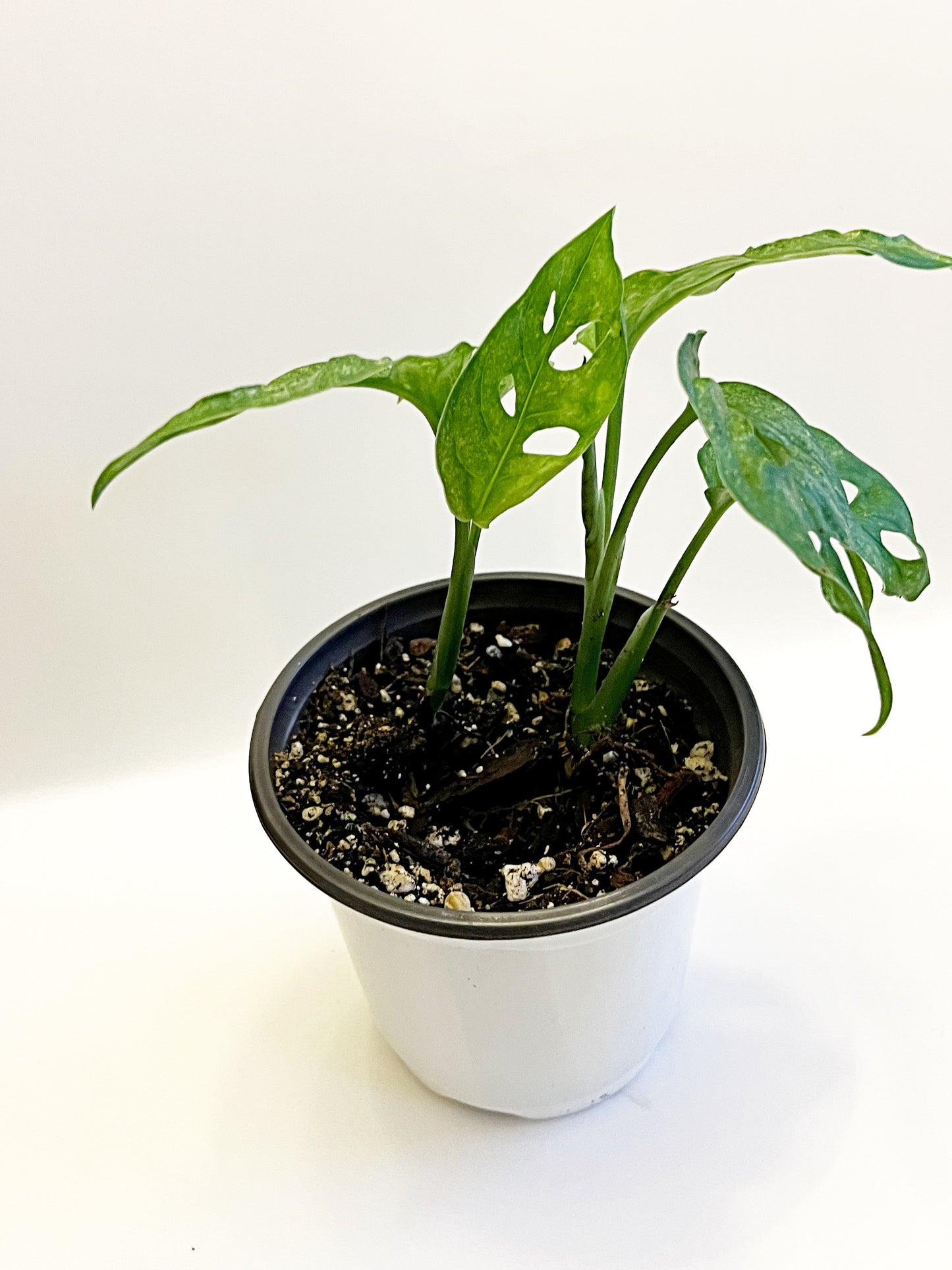 Monstera Adansonii Mint- 2  Plants |  Rooted |Exact Plant