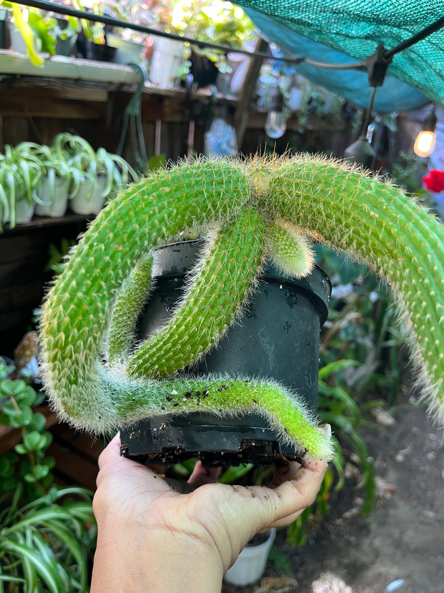 Monkey Tail Cactus - 8” pot