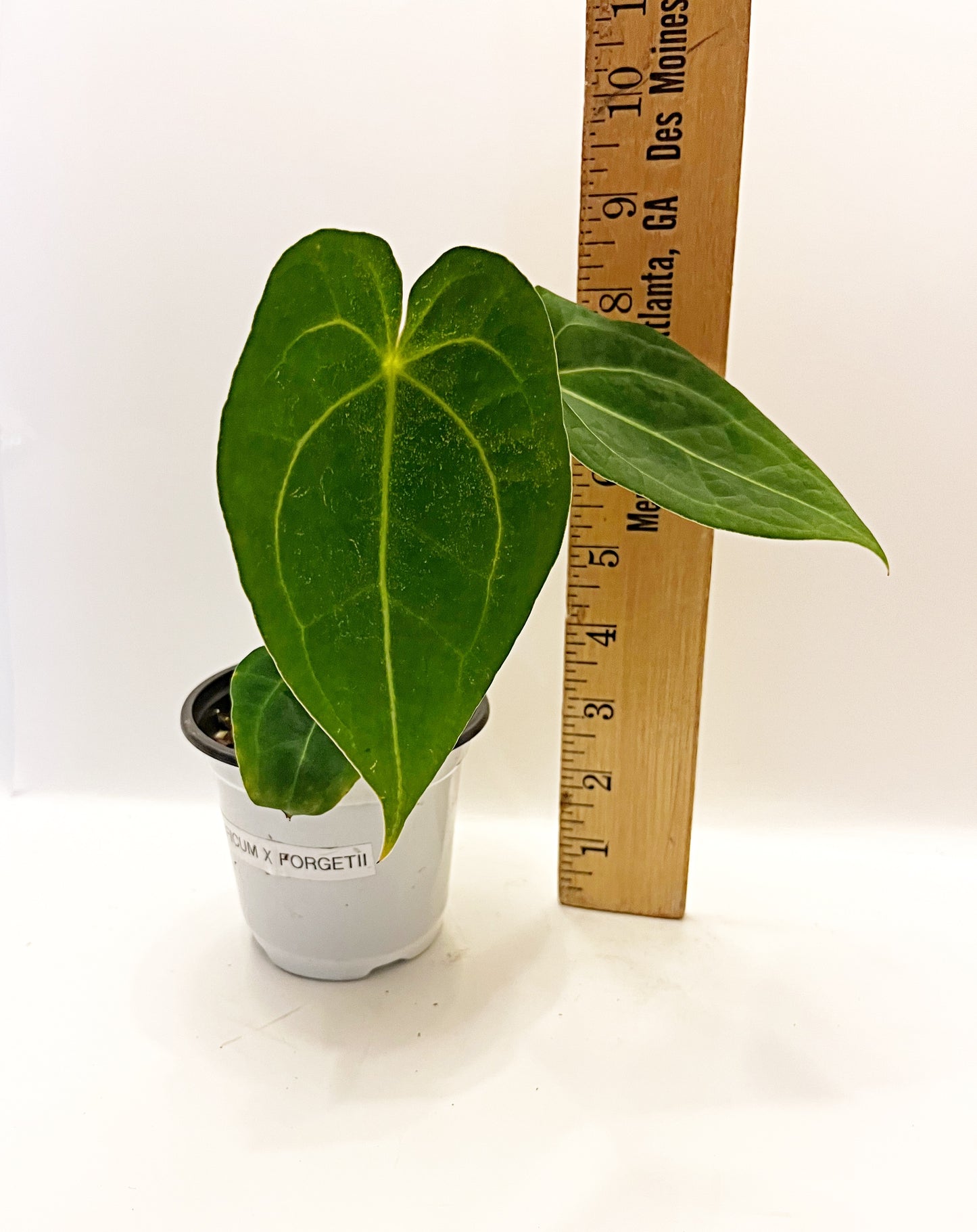 Anthurium Magnificum X Forgetii| 4” pot  | Exact Plant