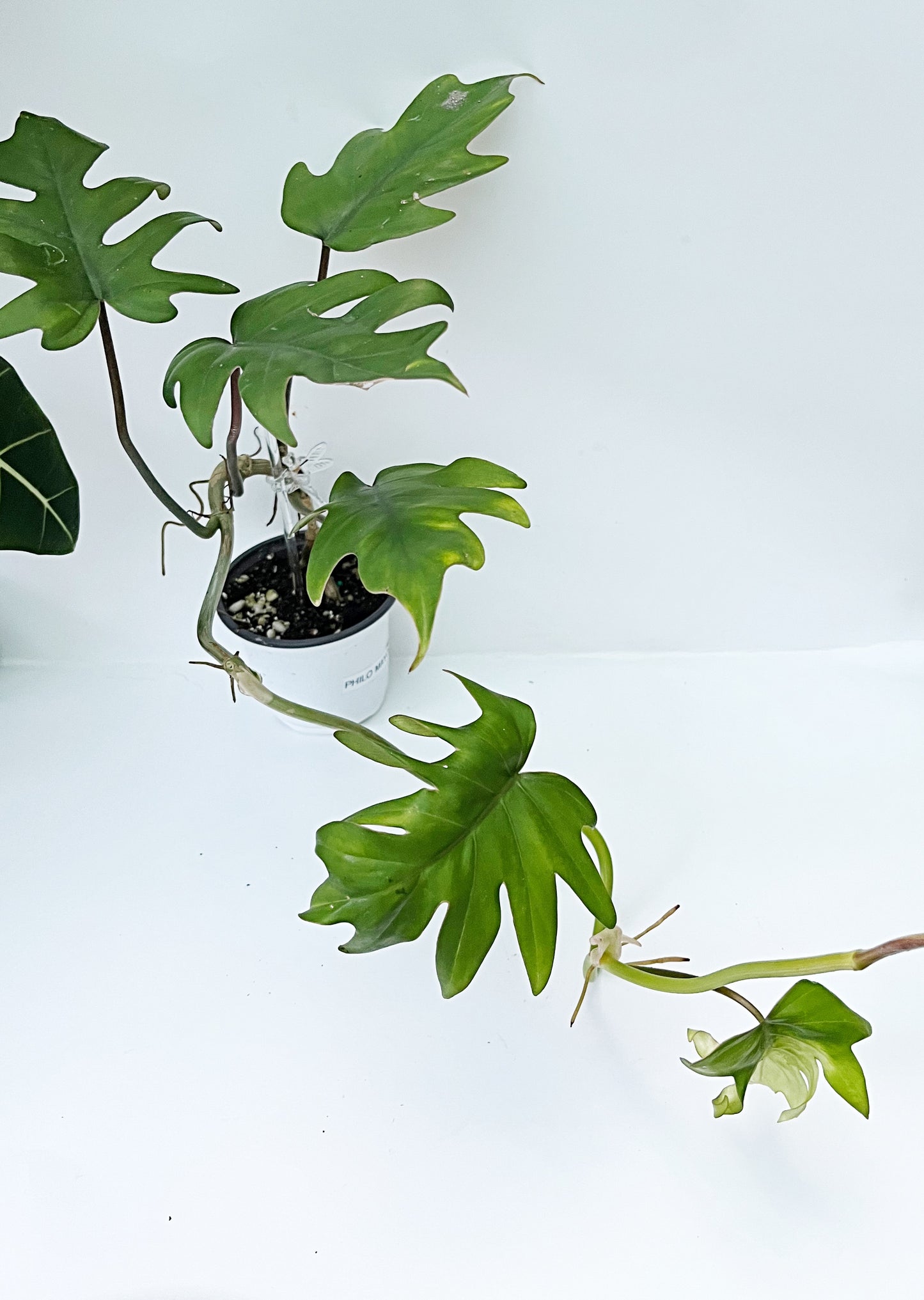 Philodendron Mayoi | 4” Pot| Exact Plant