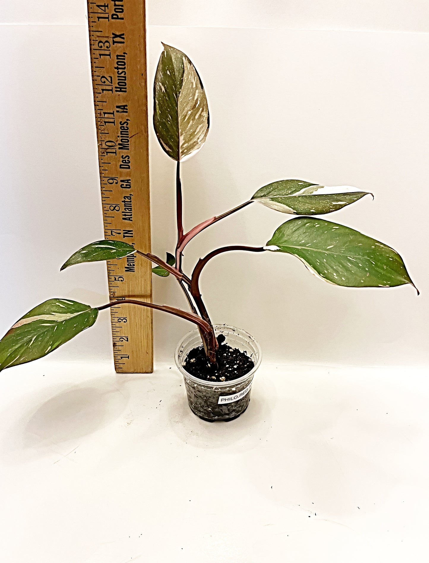 Philodendron Red Anderson  | 4” Pot| Exact Plant