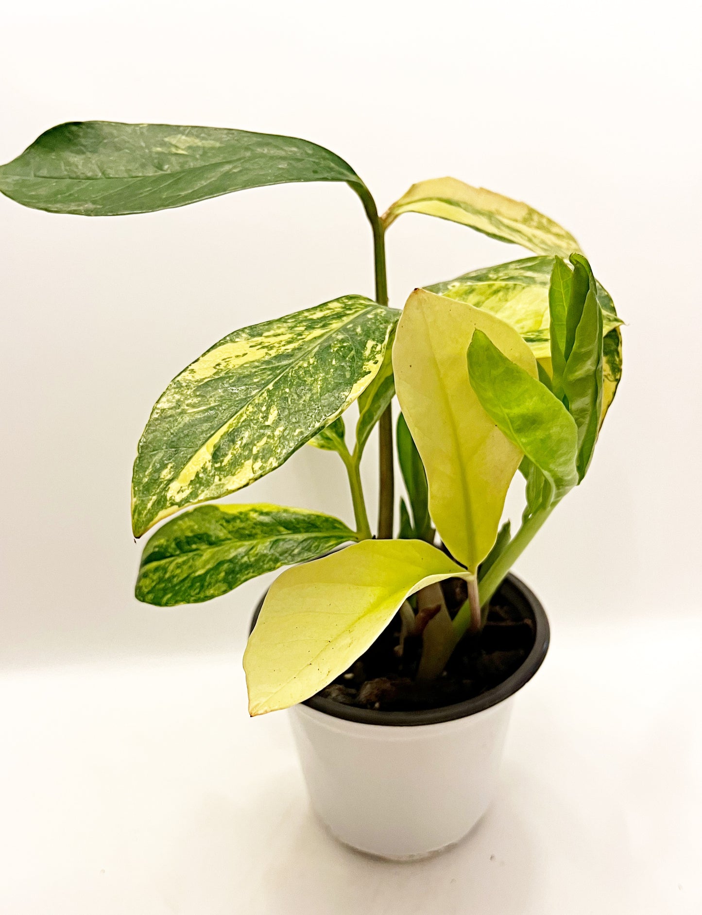 Variegated ZZ Plant|4” pot | Exact Plants| Rooted