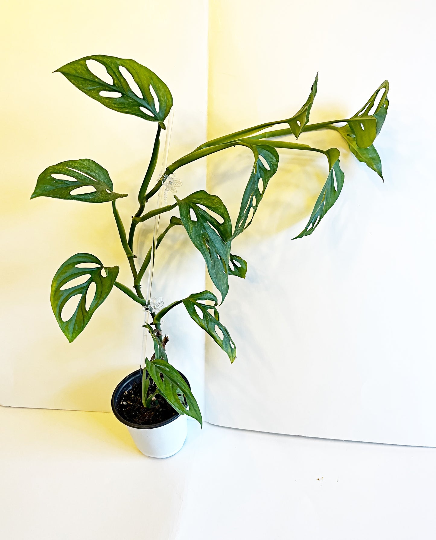 Monstera Adansonii Mint