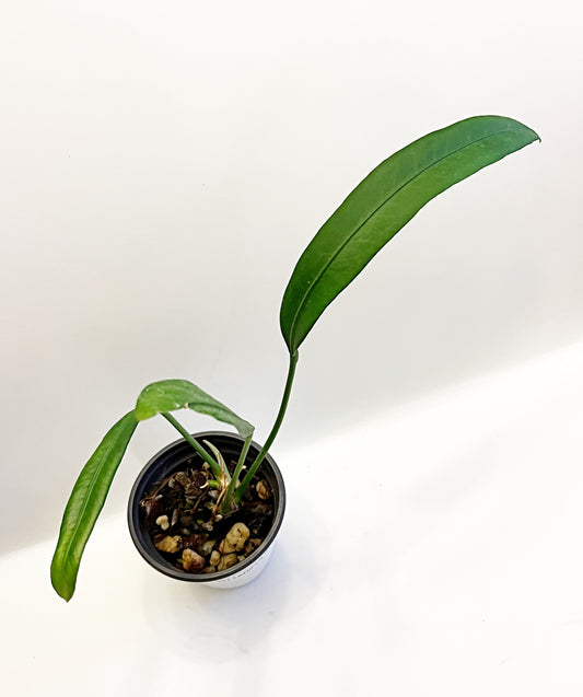 Anthurium Vittarifolium | 4” pot  Exact Plant