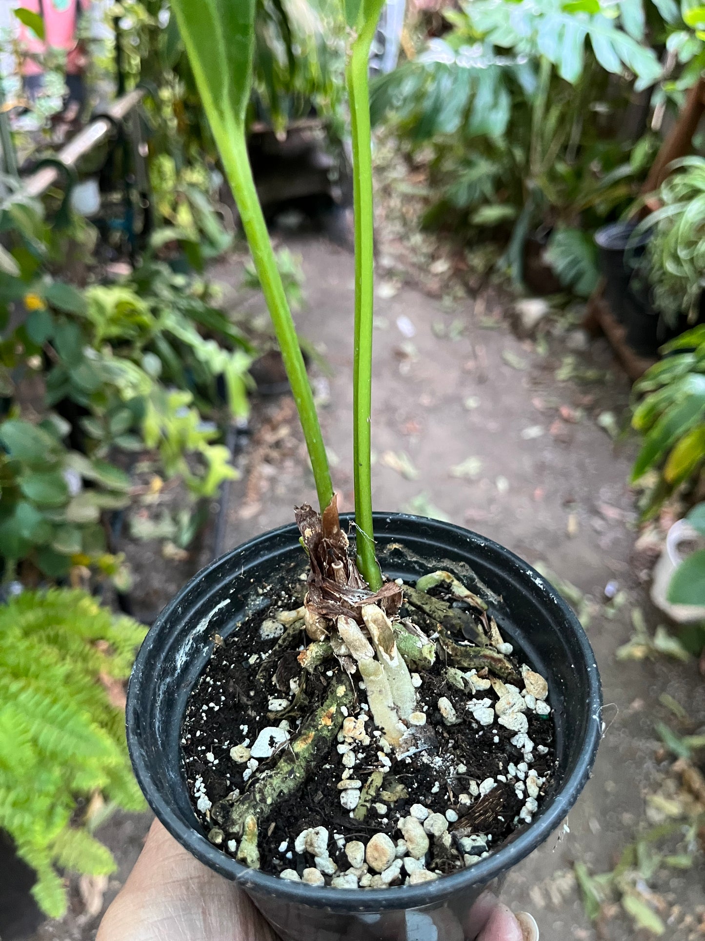 Anthurium Hookerii Low Variegation• 4” pot