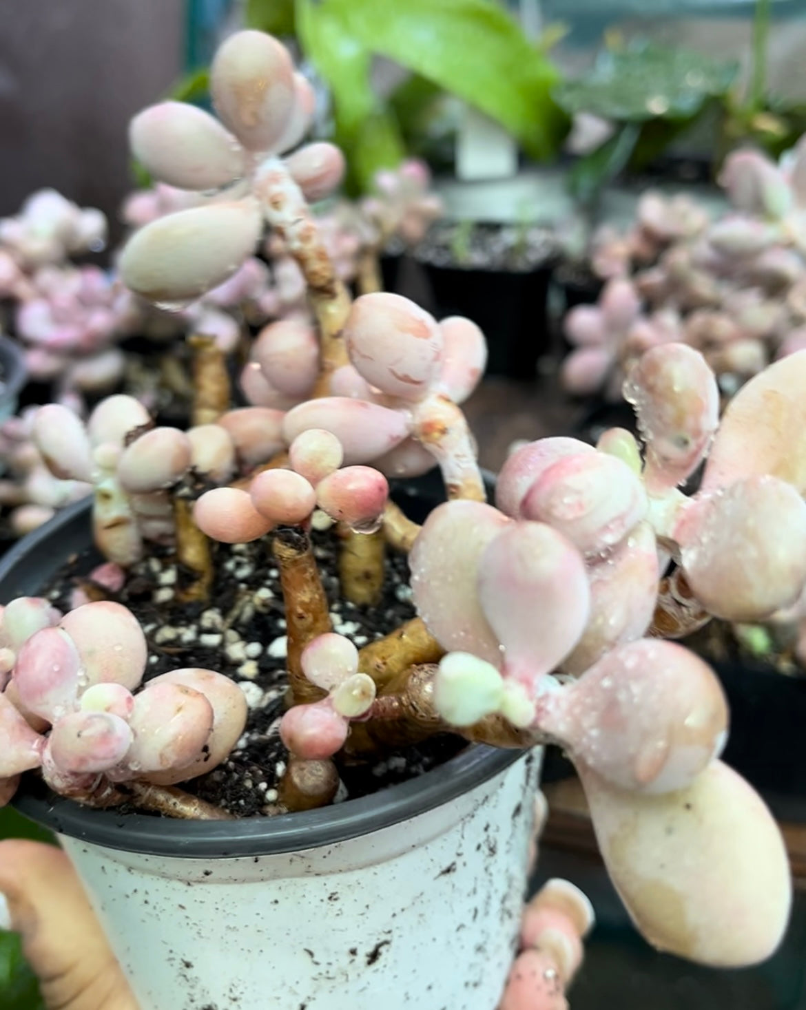 ** Pink Moonstone Succulents - 4” pot