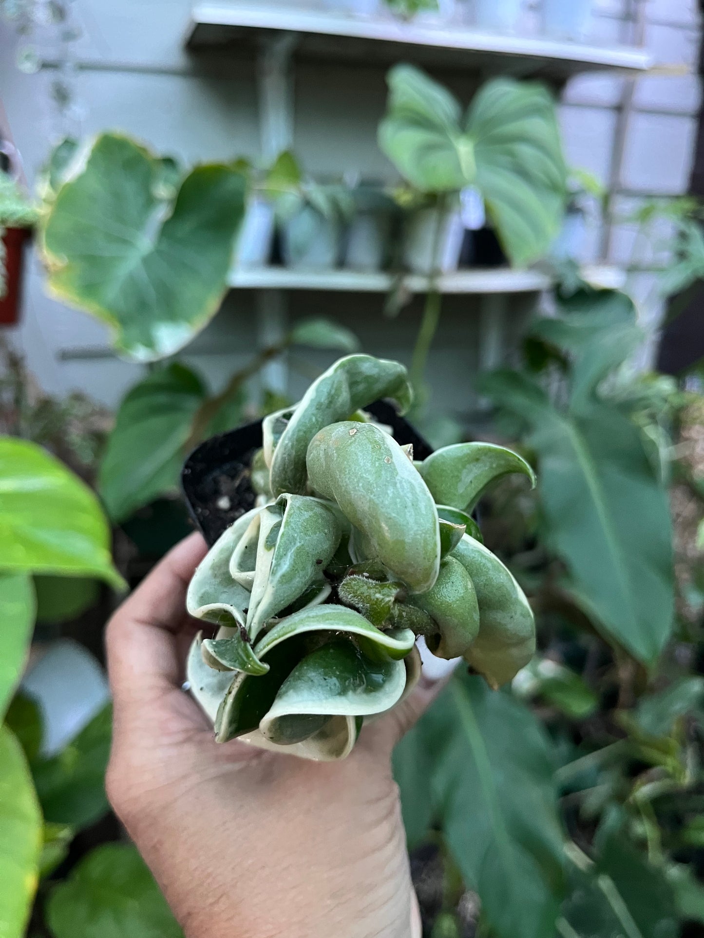 Variegated Hindu Rope Hoya- 4” pot