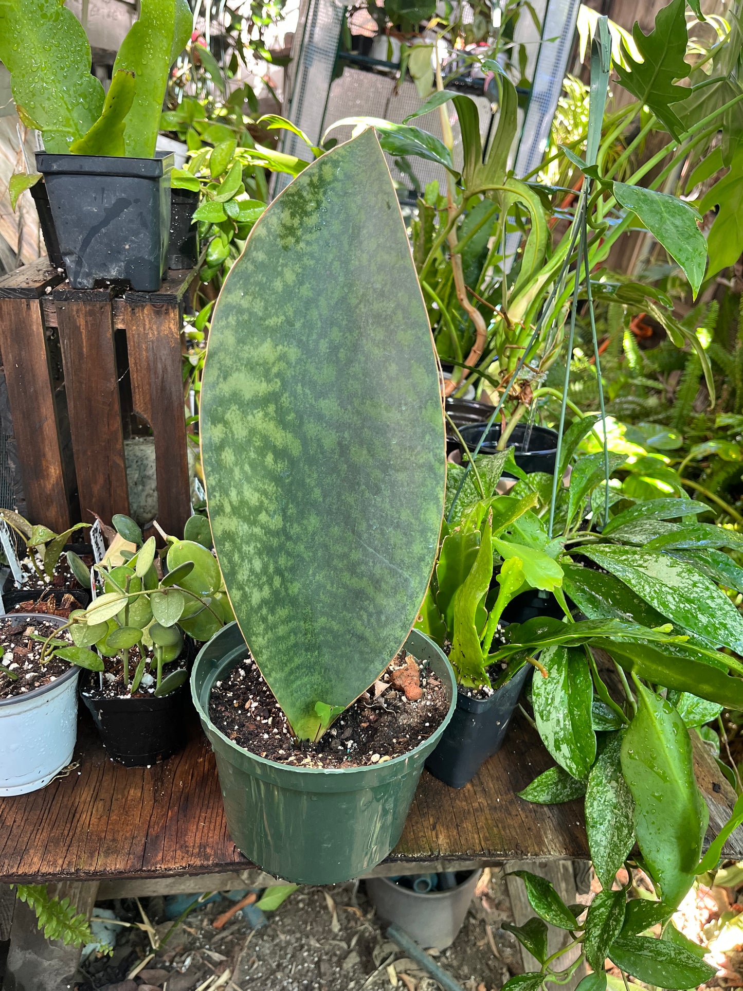 Whale Fin Sansevieria Plant -XL