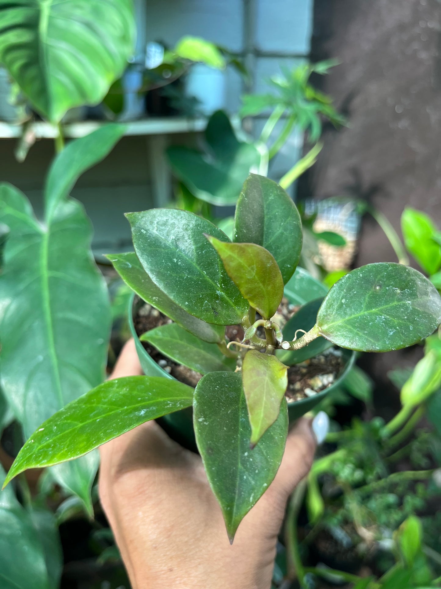 Hoya Sunrise - 4” pot