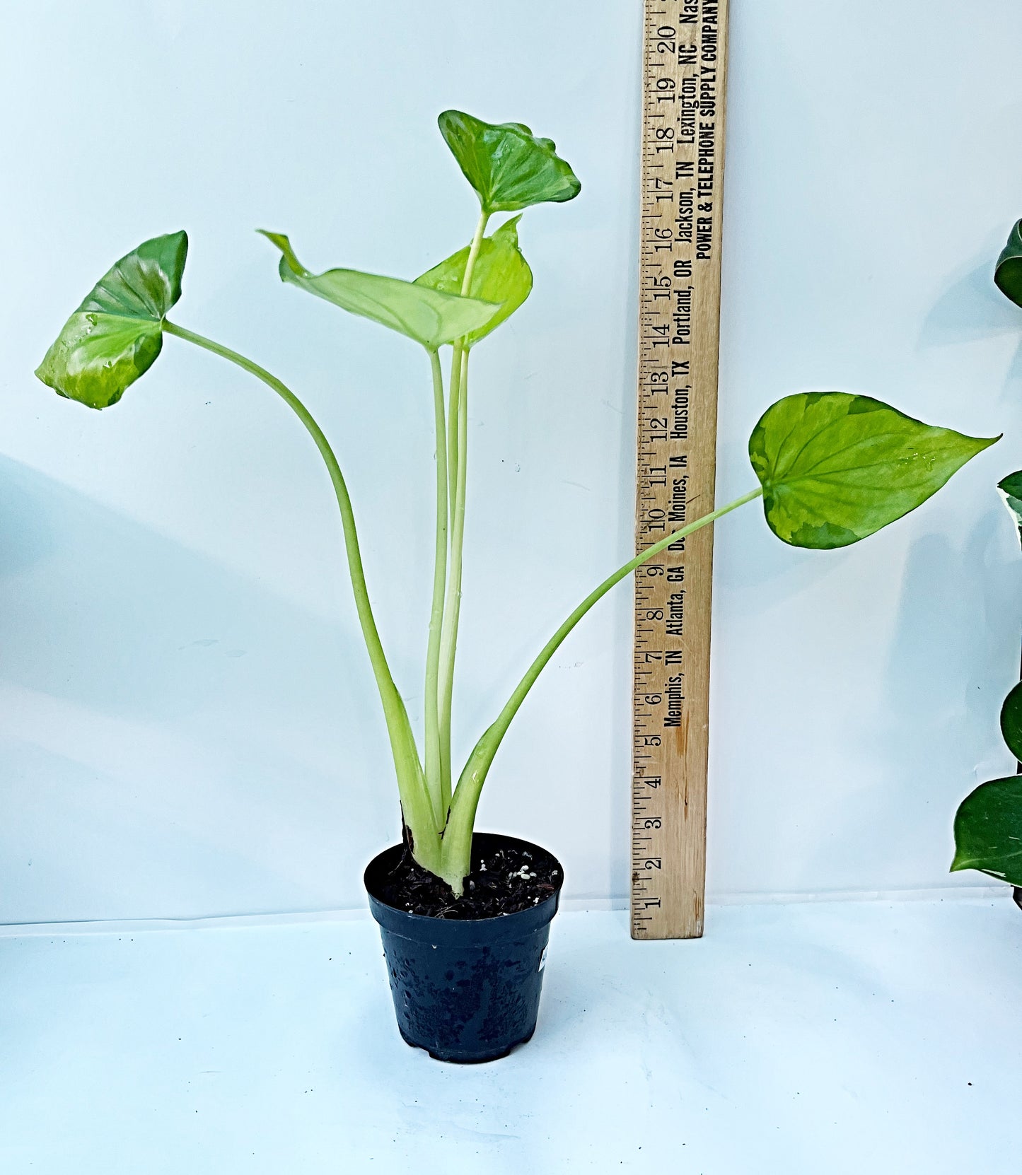 Alocasia Cucullata Variegated Aurea| Exact Plant