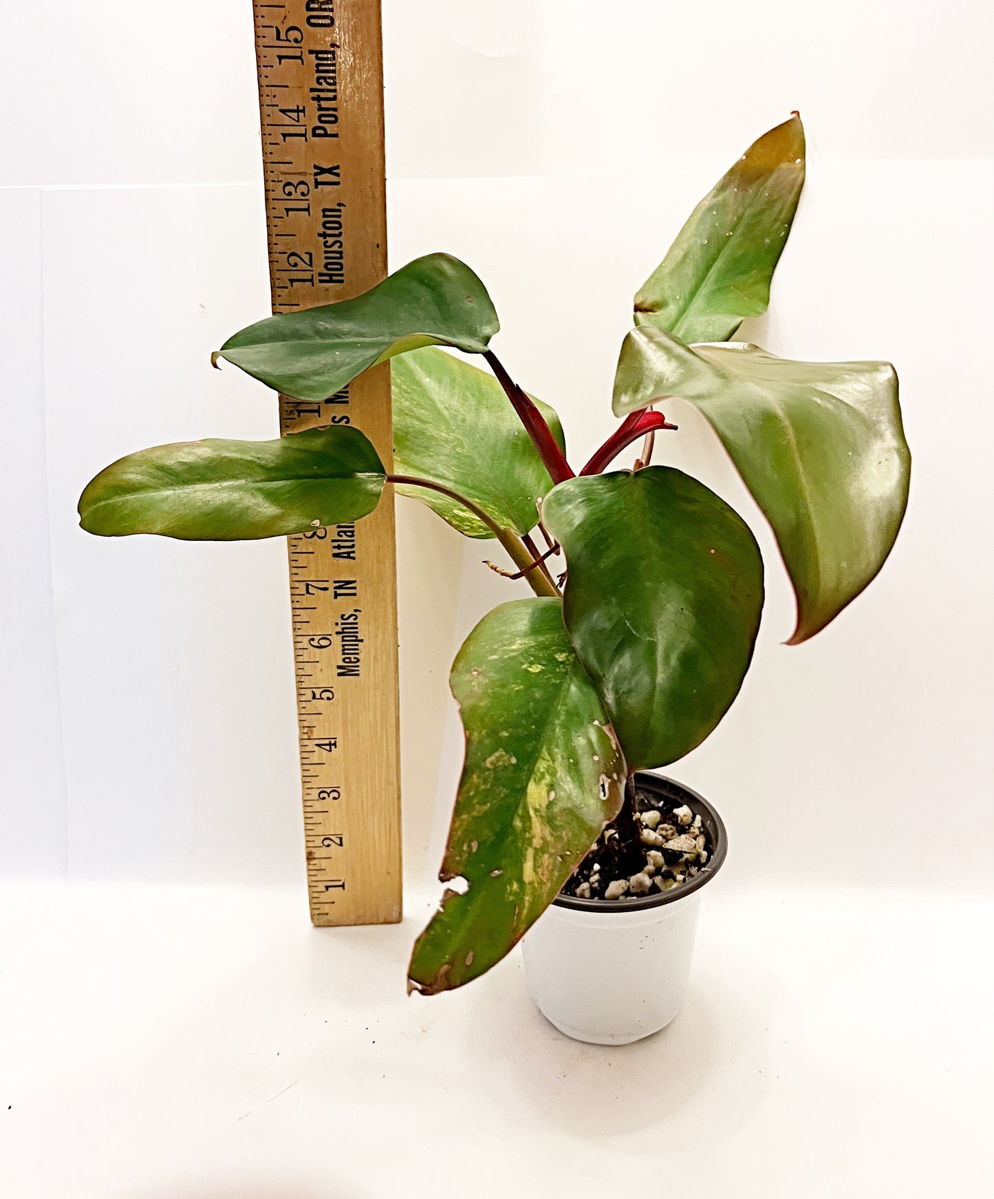 Strawberry Shake Philodendron | Exact Plant