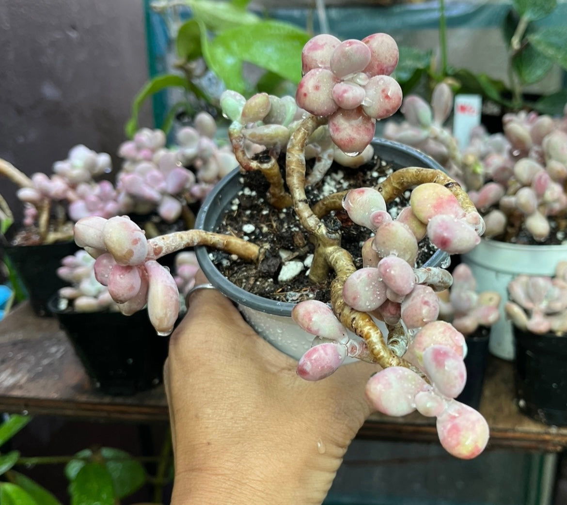 ** Pink Moonstone Succulents - 4” pot