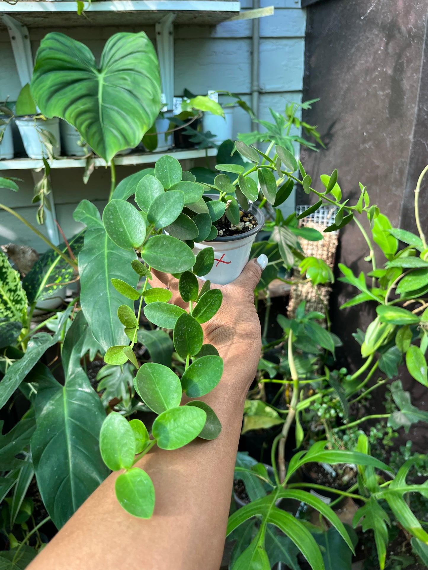 Hoya Cumingiana- 4” pot