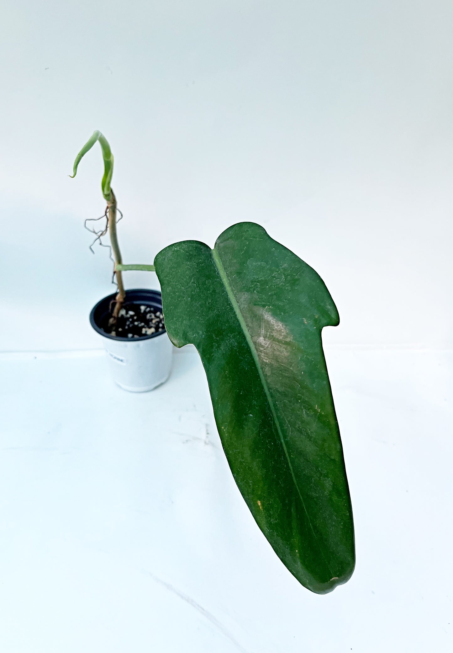 Philodendron Jerry Horne  | 4” Pot| Exact Plant