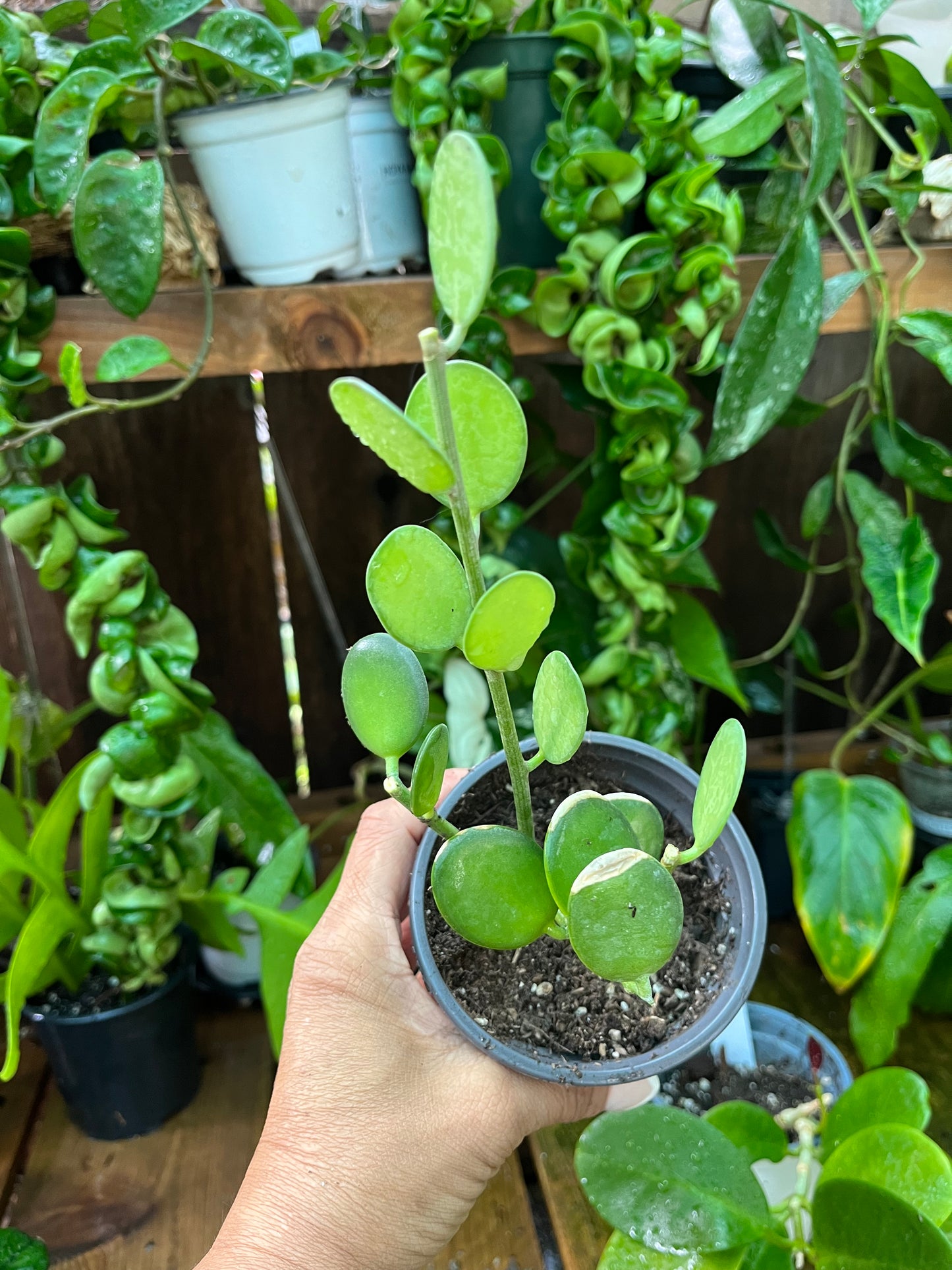 String of Coins - 4” pot