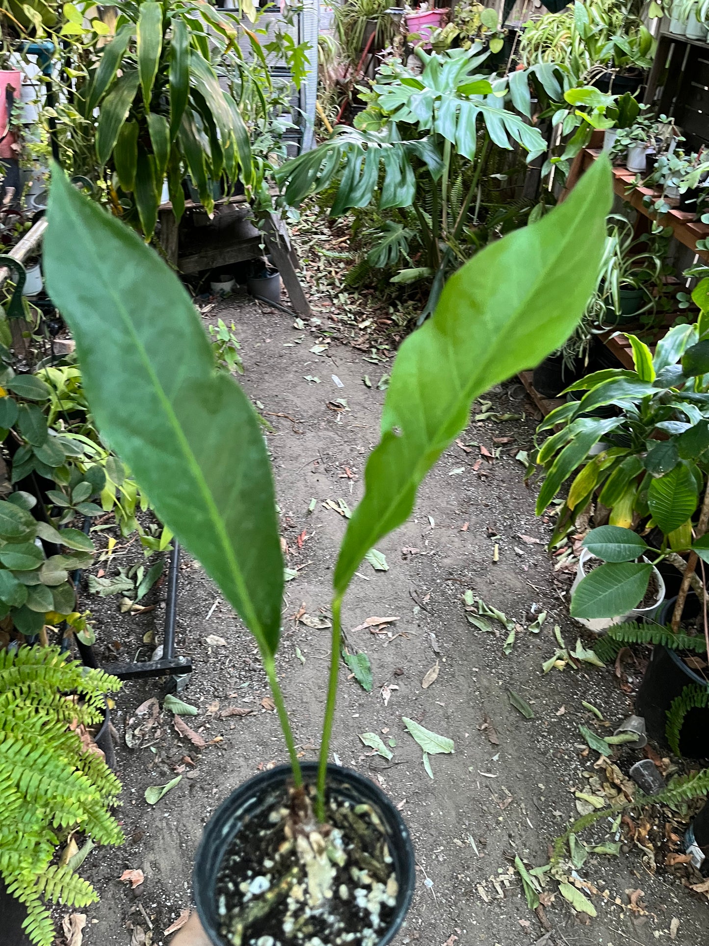 Anthurium Hookerii Low Variegation• 4” pot