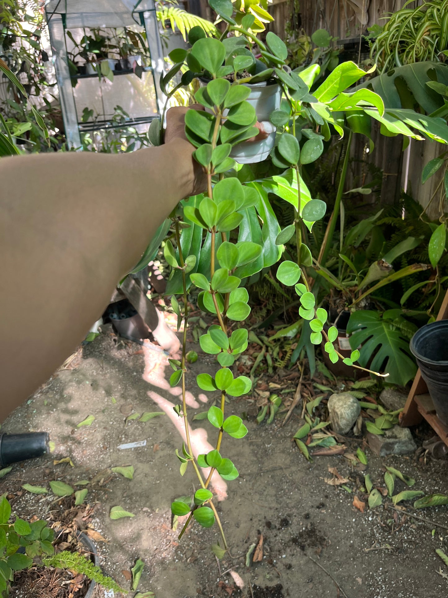 Peperomia Hope Plant- 4” pot