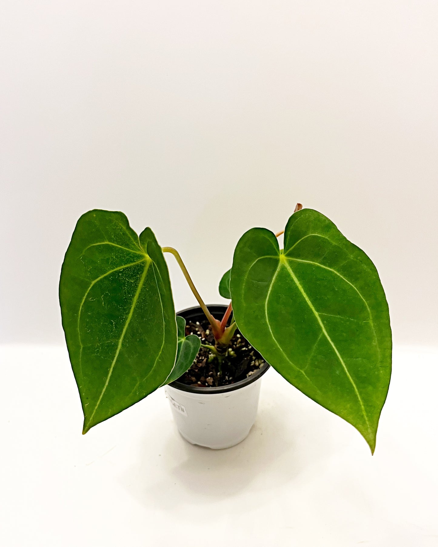 Anthurium Magnificum X Forgetii| 4” pot  | Exact Plant