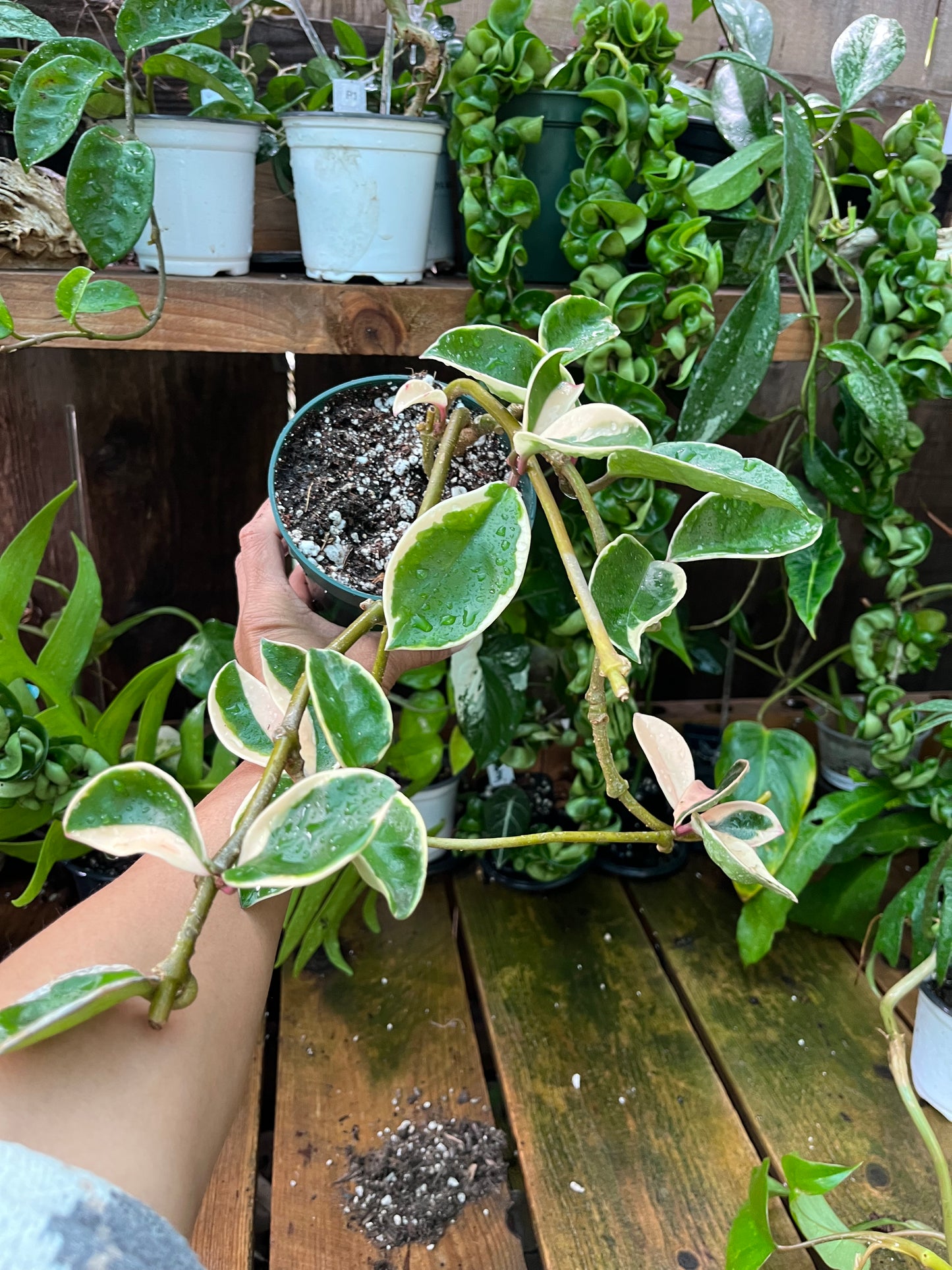 Hoya Krimson Queen - 4” pot