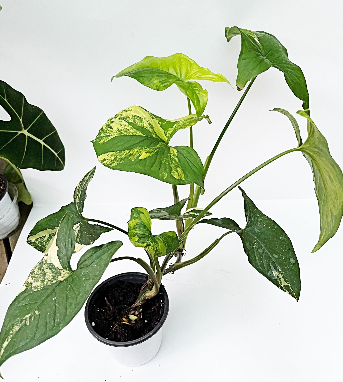 Syngonium Aurea | 4” pot | Exact Plant